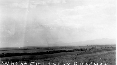 Wheat field near Bozeman