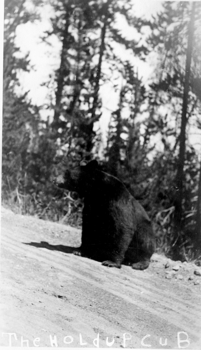 Yellowstone National Park - the holdup cub