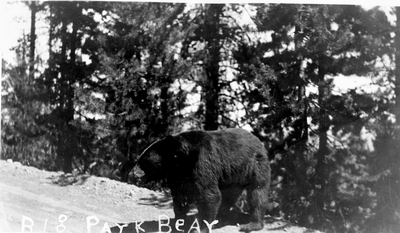Yellowstone National Park - a big park bear