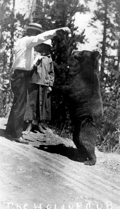 Yellowstone National Park - the holdup cub with tourists