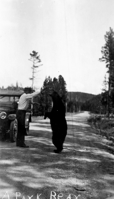 Yellowstone National Park - a park bear