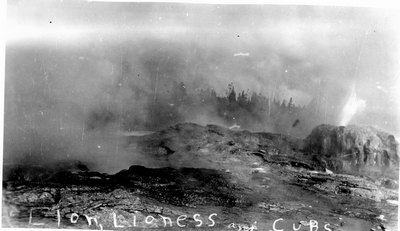 Yellowstone National Park - Lion, Lioness & Cubs (geysers)