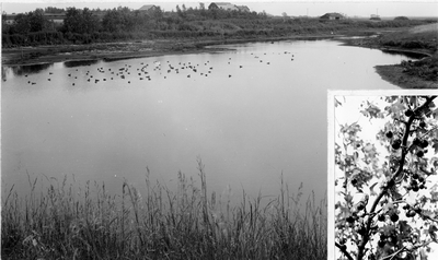 Ducks in a slough with an inset of cherries on a branch