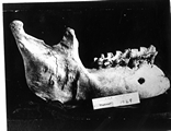 Ekalaka jawbone \"Puptown\": 1929 - Carter County, Montana