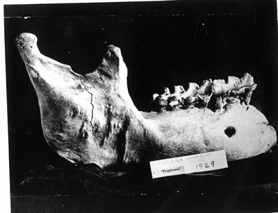 Ekalaka jawbone \"Puptown\": 1929 - Carter County, Montana