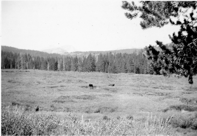 Moose grazing - Yellowstone Park