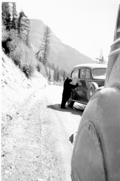 Yellowstone Park - bear begging at car window