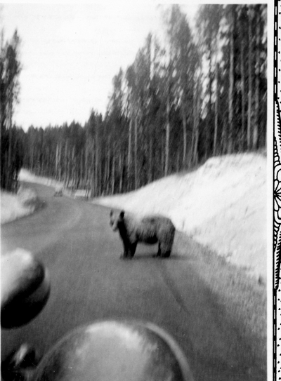 Yellowstone - bear in the road