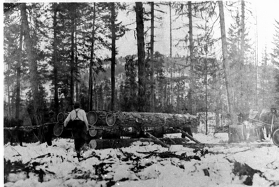 Logging