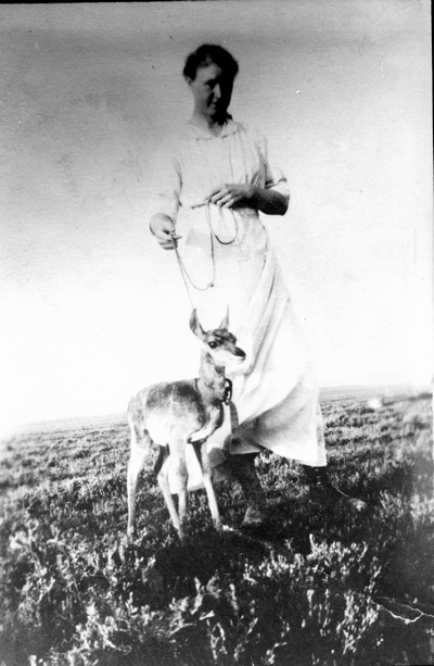 Pet antelope