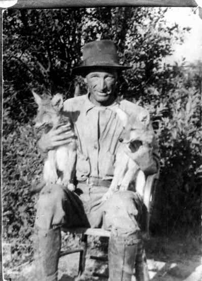 Pet coyotes