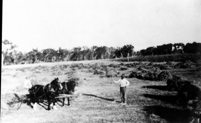 Haying on Campbell homestead