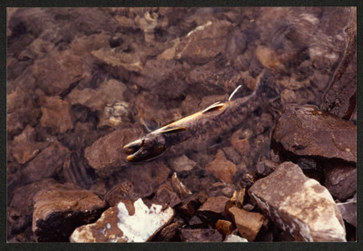 Arctic Char-R. Kyle McNelly