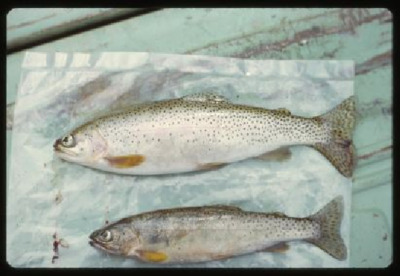 Westslope Cutthroat-Research
