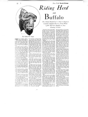 Riding Herd on Buffalo - Annual Round-Up of Buffalo in Canada