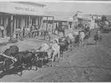 Bull Team, Fort Benton Ca. 1880