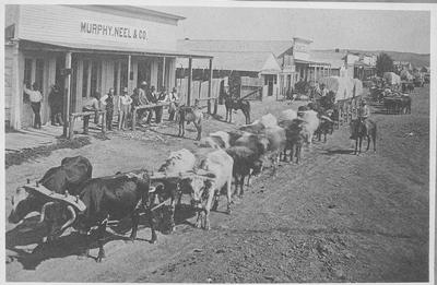 Bull Team, Fort Benton Ca. 1880
