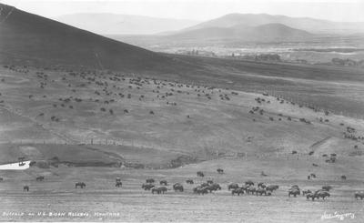 Buffalo on U.S. Bison Reserve, Montana