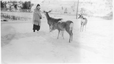 North Plains Craft Association: Taking Time to Feed the Deer