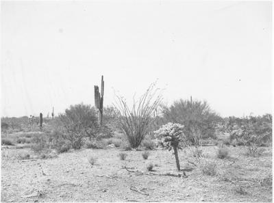 Archaeology - Southwest: Desert Scene