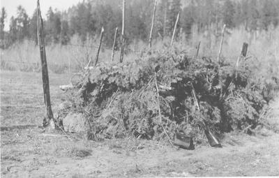Bird Blind for Hunting, Made Out of Pine Branches