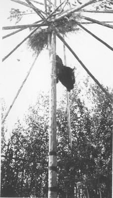 Buffalo Head Mounted Near Top of a Pole, Used for Ceremonial Purposes
