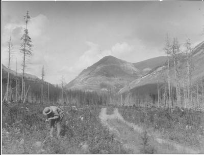Waterton Lakes National Park: Picking Flowers - Pass Creek