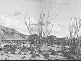 Unidentified: Desert Scene