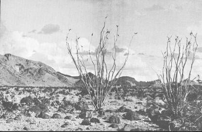 Unidentified: Desert Scene
