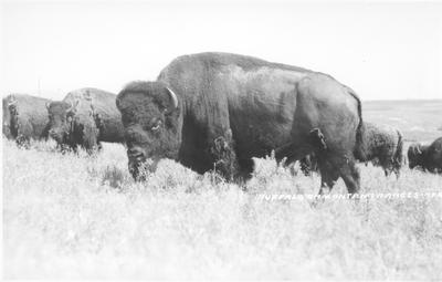 Buffalo: Grandfather of the Crow Herd