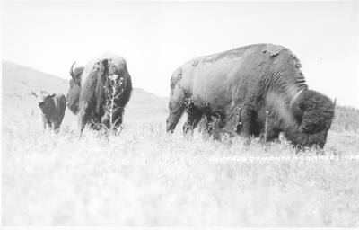 Buffalo: Bull with Cow and Calf