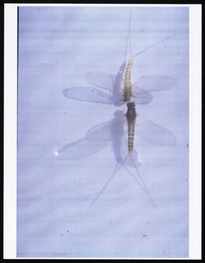 <i>Spinners</i> - Artwork