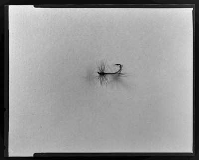 Negatives: Flies, #38-46