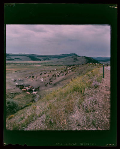 Negatives: Horses, #84-85