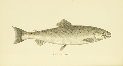 American Fish-Culture, Norris, 1874, facing 102, Salmon
