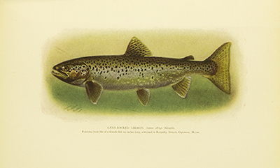 American Food and Game Fishes, Evermann, Jordan, 1902, facing 170, Salmon, Salmo Sebago