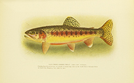 American Food and Game Fishes, Evermann, Jordan, 1902, facing 178, Golden Trout, Salmo Whitei