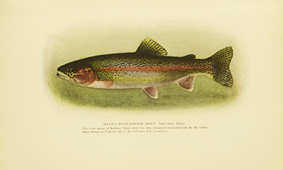 American Food and Game Fishes, Evermann, Jordan, 1902, facing 198, Rainbow Trout, Salmo Shasta