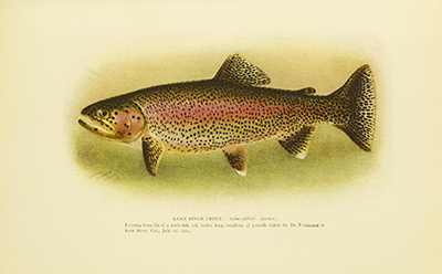 American Food and Game Fishes, Evermann, Jordan, 1902, facing 200, Kern River Trout, Salmo Gilberti