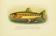 American Food and Game Fishes, Evermann, Jordan, 1902, facing 202, Golden Trout, Salmo Aguabonita