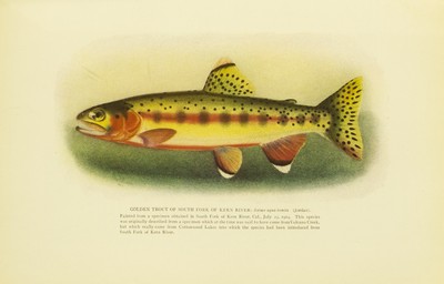 American Food and Game Fishes, Evermann, Jordan, 1902, facing 202, Golden Trout, Salmo Aguabonita