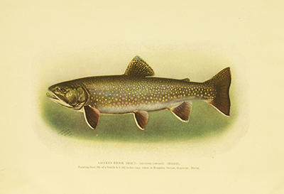 American Food and Game Fishes, Evermann, Jordan, 1902, frontispiece, Eastern Brook Trout, Salvelinus Fontinalis