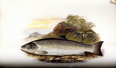 British Fresh Water Fishes, Houghton, 1879, Page 104