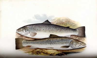 British Fresh Water Fishes, Houghton, 1879, Page 106