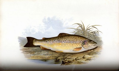 British Fresh Water Fishes, Houghton, 1879, Page 109