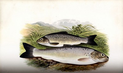 British Fresh Water Fishes, Houghton, 1879, Page 118