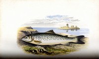 British Fresh Water Fishes, Houghton, 1879, Page 121