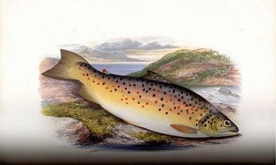 British Fresh Water Fishes, Houghton, 1879, Page 124