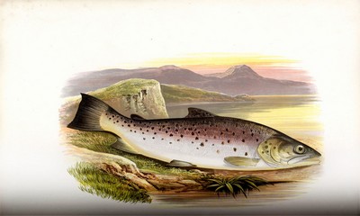 British Fresh Water Fishes, Houghton, 1879, Page 127