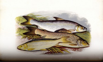 British Fresh Water Fishes, Houghton, 1879, Page 147